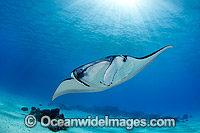 Reef Manta Ray Manta alfredi Photo - Karen Willshaw
