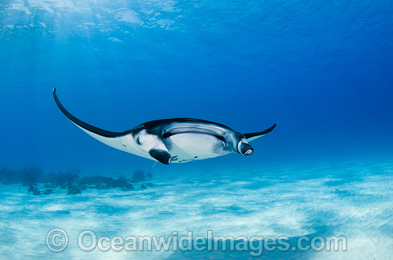 Reef Manta Ray Cocos Island photo