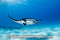 Reef Manta Ray Cocos Island Photo - Karen Willshaw