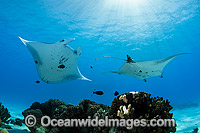 Reef Manta Rays Cocos Island Photo - Karen Willshaw