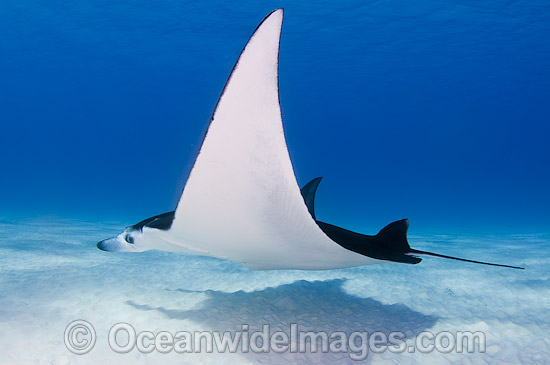 Reef Manta Ray Cocos Island photo