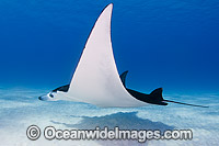 Reef Manta Ray Cocos Island Photo - Karen Willshaw