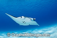 Reef Manta Ray Cocos Island Photo - Karen Willshaw