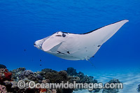 Reef Manta Ray Cocos Island Photo - Karen Willshaw