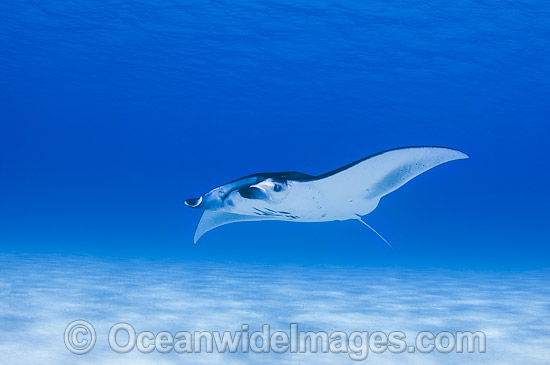 Reef Manta Ray Cocos Island photo