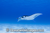 Reef Manta Ray Cocos Island Photo - Karen Willshaw