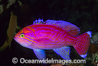 Twin-spot Basslet Photo - Gary Bell