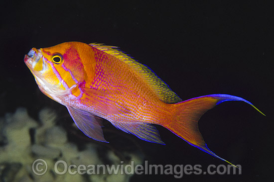 Red-stripe Basslet photo Red-stripe Basslet photo