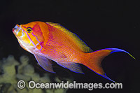 Red-stripe Basslet Photo - Gary Bell