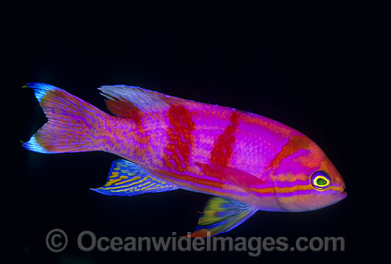 Twin-spot Basslet photo Twin-spot Basslet photo