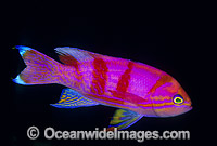 Twin-spot Basslet Photo - Gary Bell