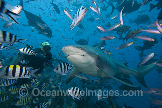 Bull Shark and Diver photo