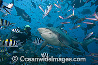 Bull Shark and Diver Photo - David Fleetham