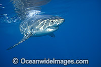 Underwater Great White Shark Photo - David Fleetham