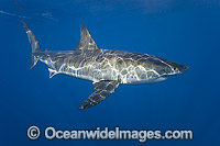 Underwater Great White Shark Photo - David Fleetham