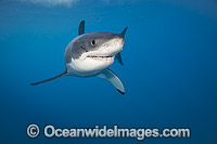 Great White Shark underwater Photo - David Fleetham