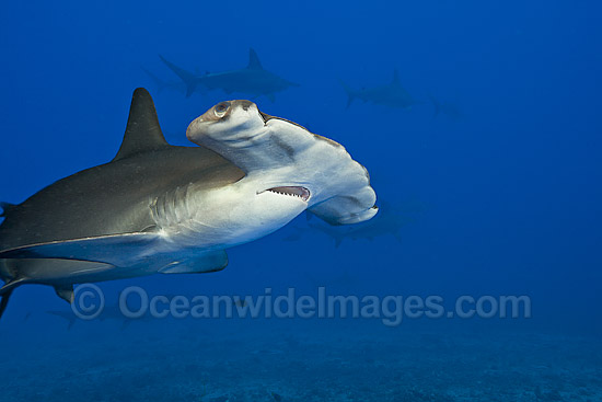 Scalloped Hammerhead Shark photo Scalloped Hammerhead Shark photo