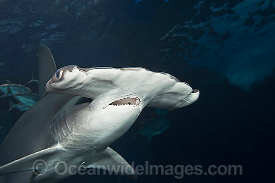 Scalloped Hammerhead Shark photo