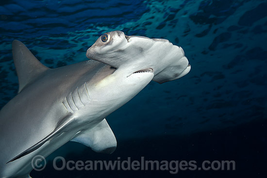 Scalloped Hammerhead Shark photo Scalloped Hammerhead Shark photo