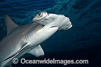 Scalloped Hammerhead Shark Photo - David Fleetham
