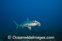 Scalloped Hammerhead Shark Photo - David Fleetham