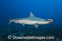 Scalloped Hammerhead Shark Photo - David Fleetham