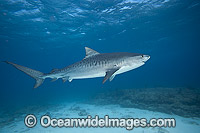 Tiger Shark in Bahamas Photo - David Fleetham