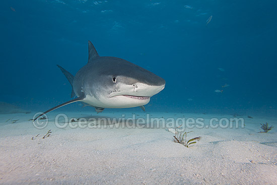 Tiger Shark in Bahamas photo Tiger Shark in Bahamas photo