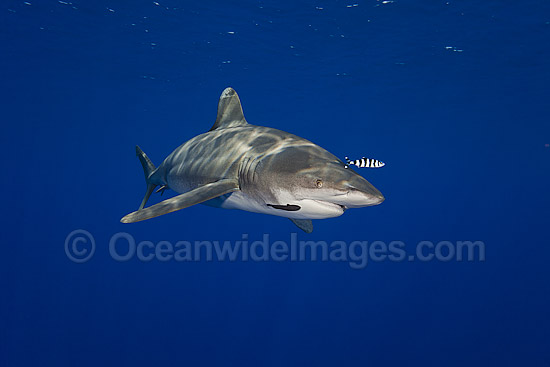 Oceanic Whitetip Shark photo