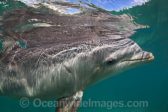 Atlantic Bottlenose Dolphin photo Atlantic Bottlenose Dolphin photo