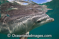 Atlantic Bottlenose Dolphin Photo - David Fleetham