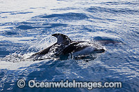 Pacific White-sided Dolphin Photo - David Fleetham