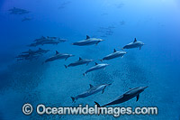 Spinner Dolphins underwater Photo - David Fleetham