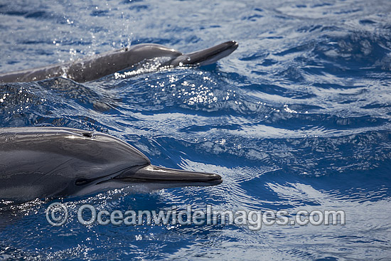 Spinner Dolphins underwater photo Spinner Dolphins underwater photo