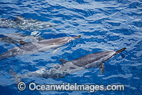 Spinner Dolphins Photo - David Fleetham