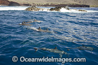 Spinner Dolphins Photo - David Fleetham