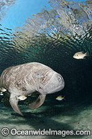 Florida Manatee Photo - David Fleetham