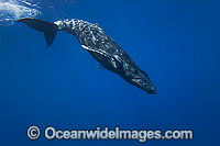 Humpback Whale Photo - David Fleetham