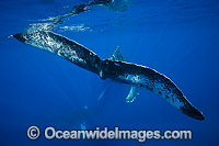Humpback Whale Photo - David Fleetham