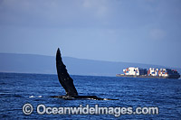 Humpback Whale breaching Photo - David Fleetham