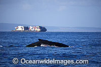 Humpback Whale breaching Photo - David Fleetham