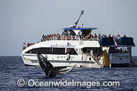 Humpback Whale breaching Photo - David Fleetham