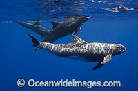 Pygmy Killer Whale Feresa attenuata Photo - David Fleetham