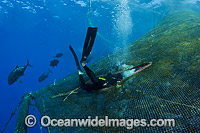 Diver entering fish pen Photo - David Fleetham