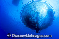 Commercial fish farm Photo - David Fleetham