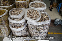 Dried Seahorse in shop Photo - David Fleetham