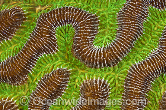 Brain Coral photo Brain Coral photo