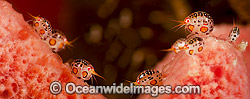 Gammaridean Amphipod Photo - David Fleetham