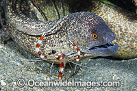 Shrimp cleaning Moray Eel Photo - David Fleetham