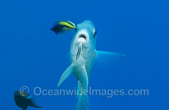 Goatfish being cleaned by Wrasse photo Goatfish being cleaned by Wrasse photo